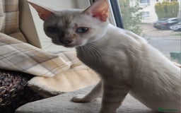 Bengal cats for sale: Pure Bengal kitten in Cheltenham - Image 7