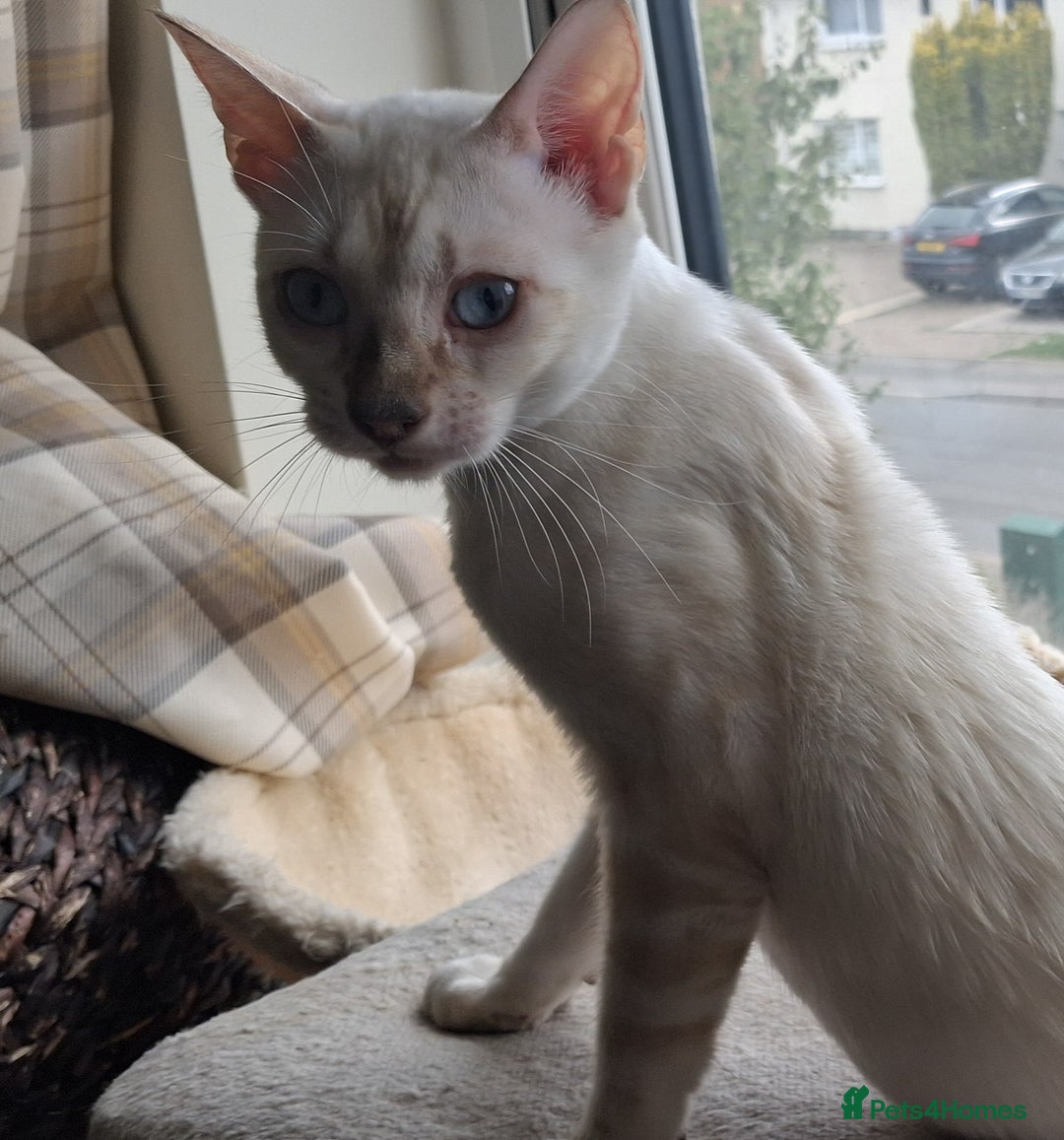 Bengal cats for sale: Pure Bengal kitten in Cheltenham - Image 7