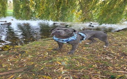 Mixed Breed dogs for sale: Cane corso  - Image 8