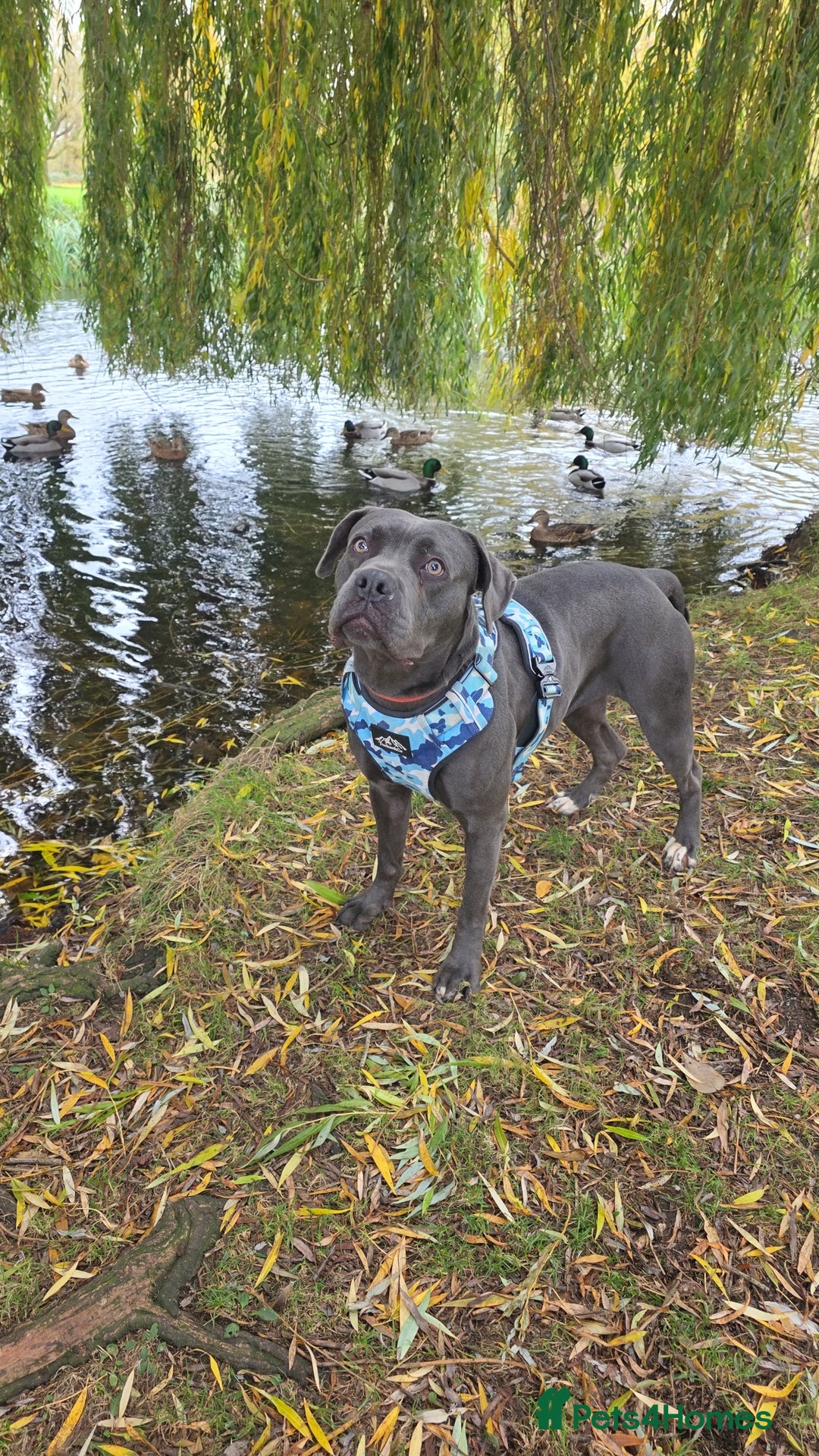 Mixed Breed dogs for sale: Cane corso  - Image 8
