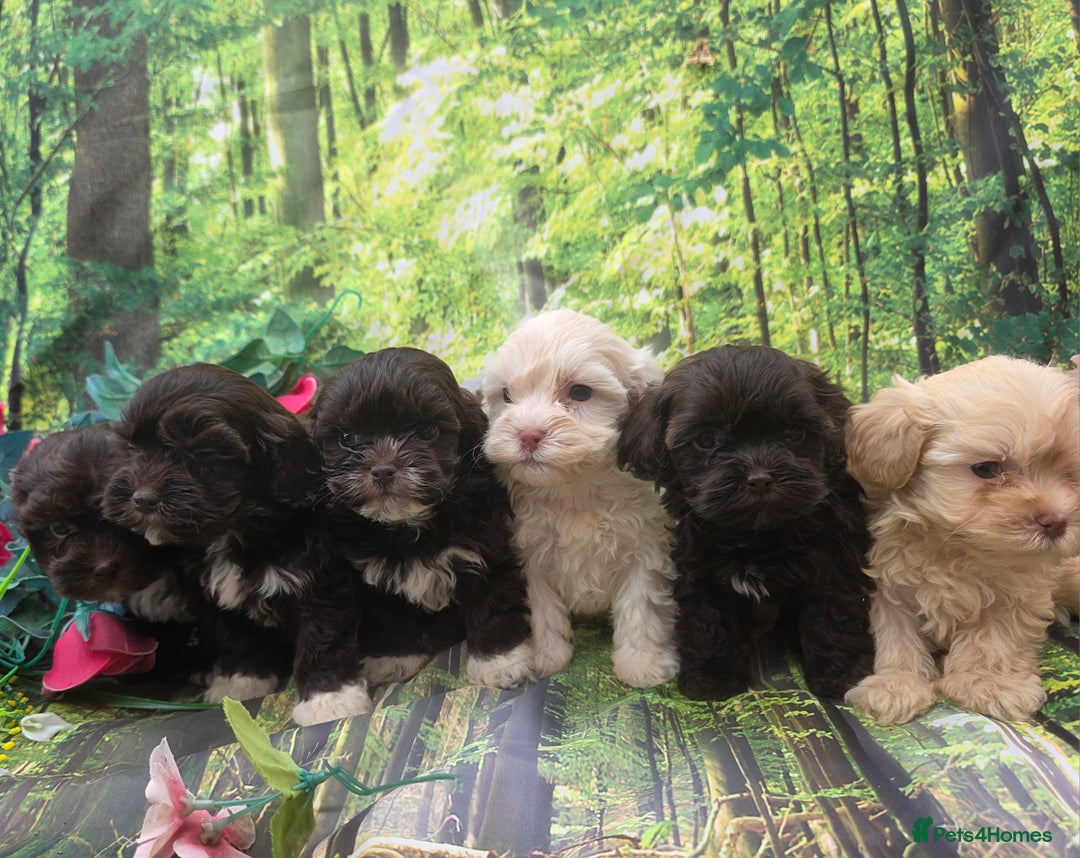 Shihpoo dogs for sale: F1 TOY SHIHPOO puppies, platinum choc champagne - Image 16