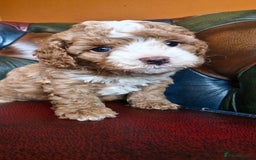 Cavapoo dogs for sale: Gorgeous f1b Cavapoo puppys.Health tested parents  - Image 22