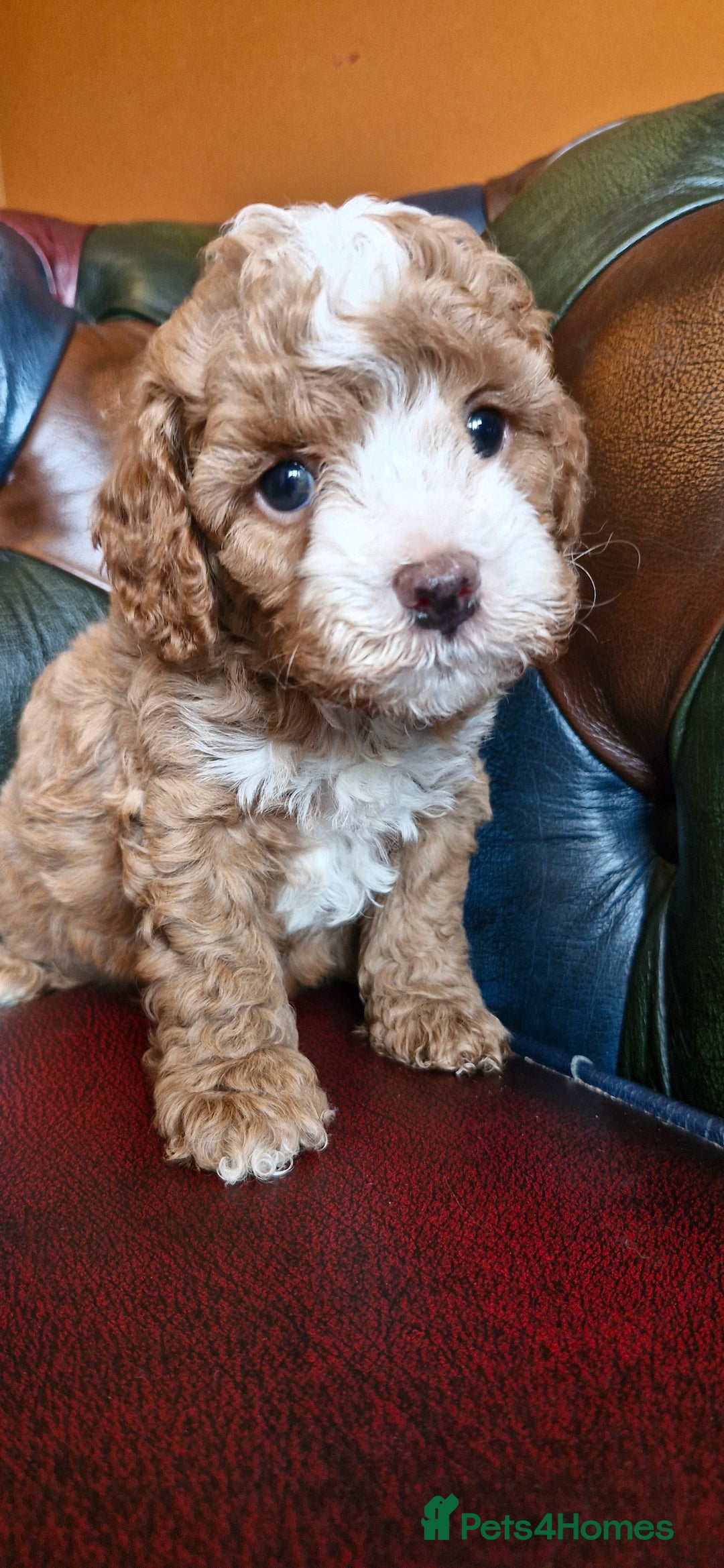 Cavapoo dogs for sale: Gorgeous f1b Cavapoo puppys.Health tested parents  - Image 22