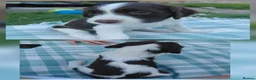 English Springer Spaniel dogs for sale: English springer spaniel pups - Advert 10