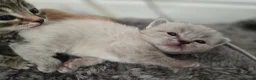 Mixed Breed cats for sale: Cute and  playful kittens  - Advert 10