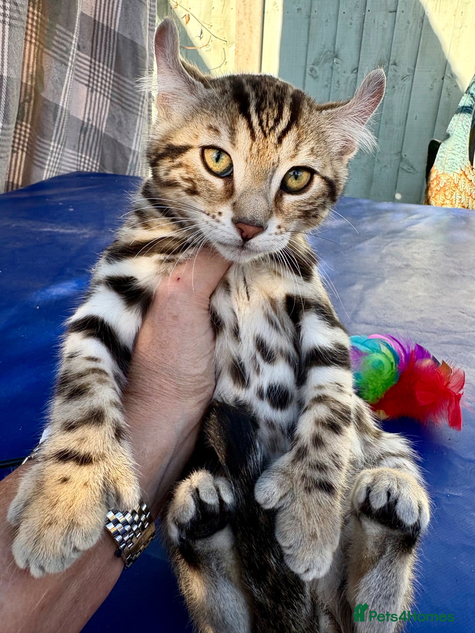 Keetso cats Superb rare polydactyl curled eared keetsos  - Advert 2