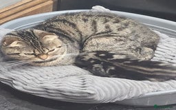 Bengal cats for sale: Bengal kittens for sale - Image 4