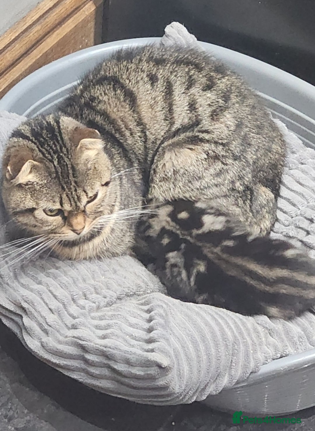 Bengal cats for sale: Bengal kittens for sale - Image 4