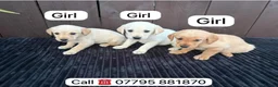 Goldador dogs for sale: Goldador puppies 9 available  - Advert 37