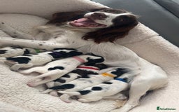 Sprocker dogs for sale: Beautiful Sprocker puppies for sale - Image 11