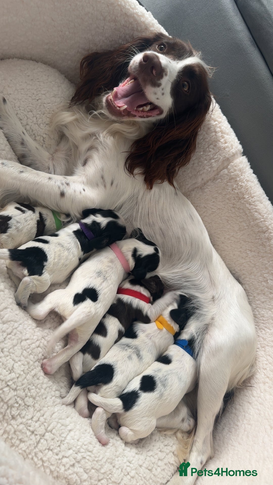 Sprocker dogs for sale: Beautiful Sprocker puppies for sale - Image 11