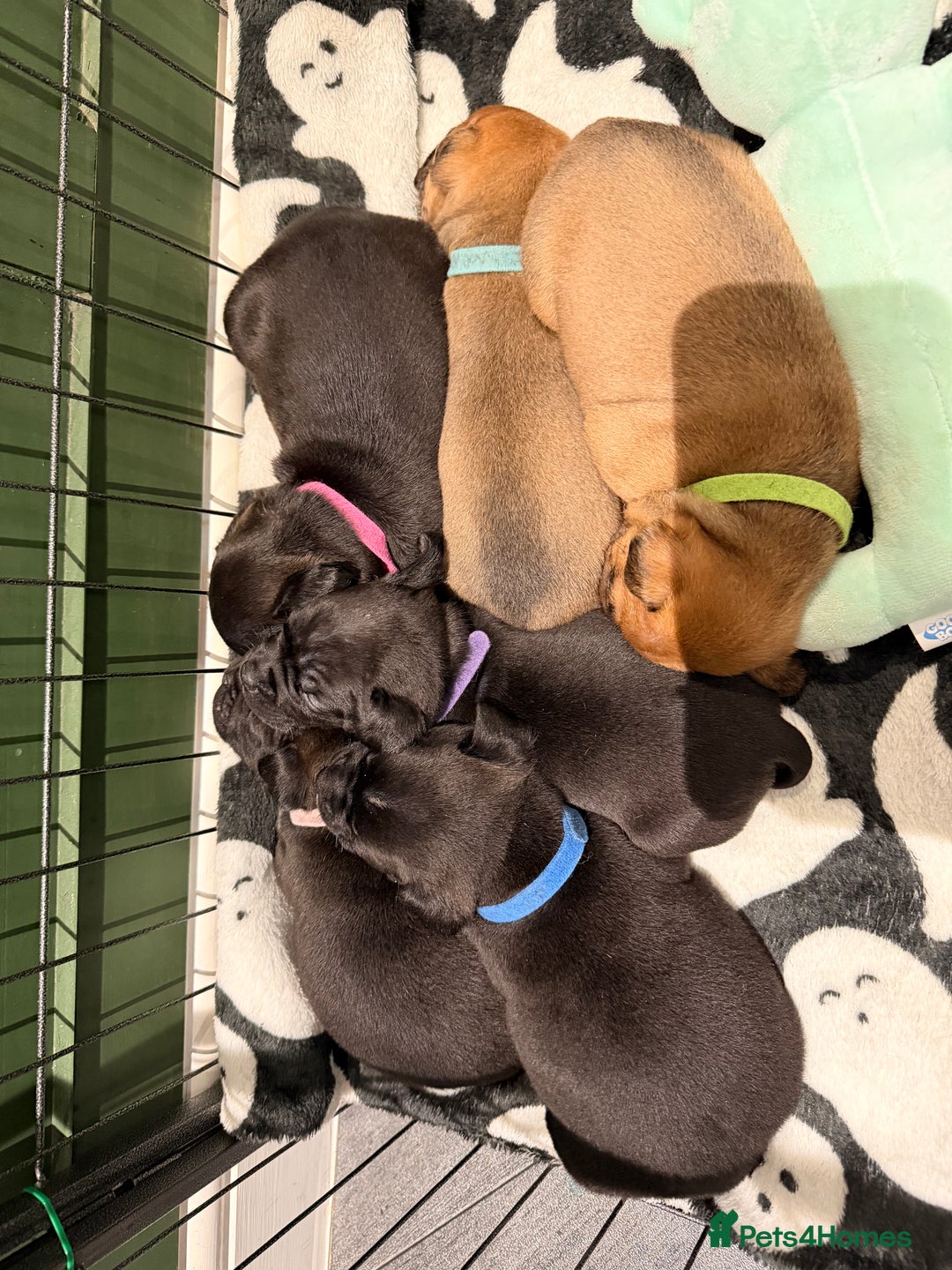 Mixed Breed dogs for sale: Deposits taken on all dogs  - Advert 11