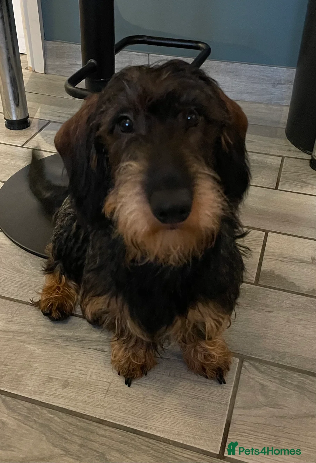 Dachshund dogs for sale: Standard wiredhaired Dachshund  - Advert 1
