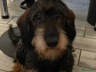 Dachshund dogs Standard wiredhaired Dachshund - Advert 2