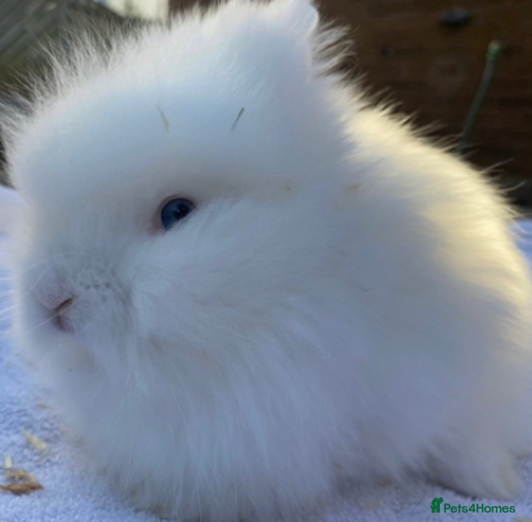 Lionhead rabbits for sale: Ready to leave Monday  - Advert 2