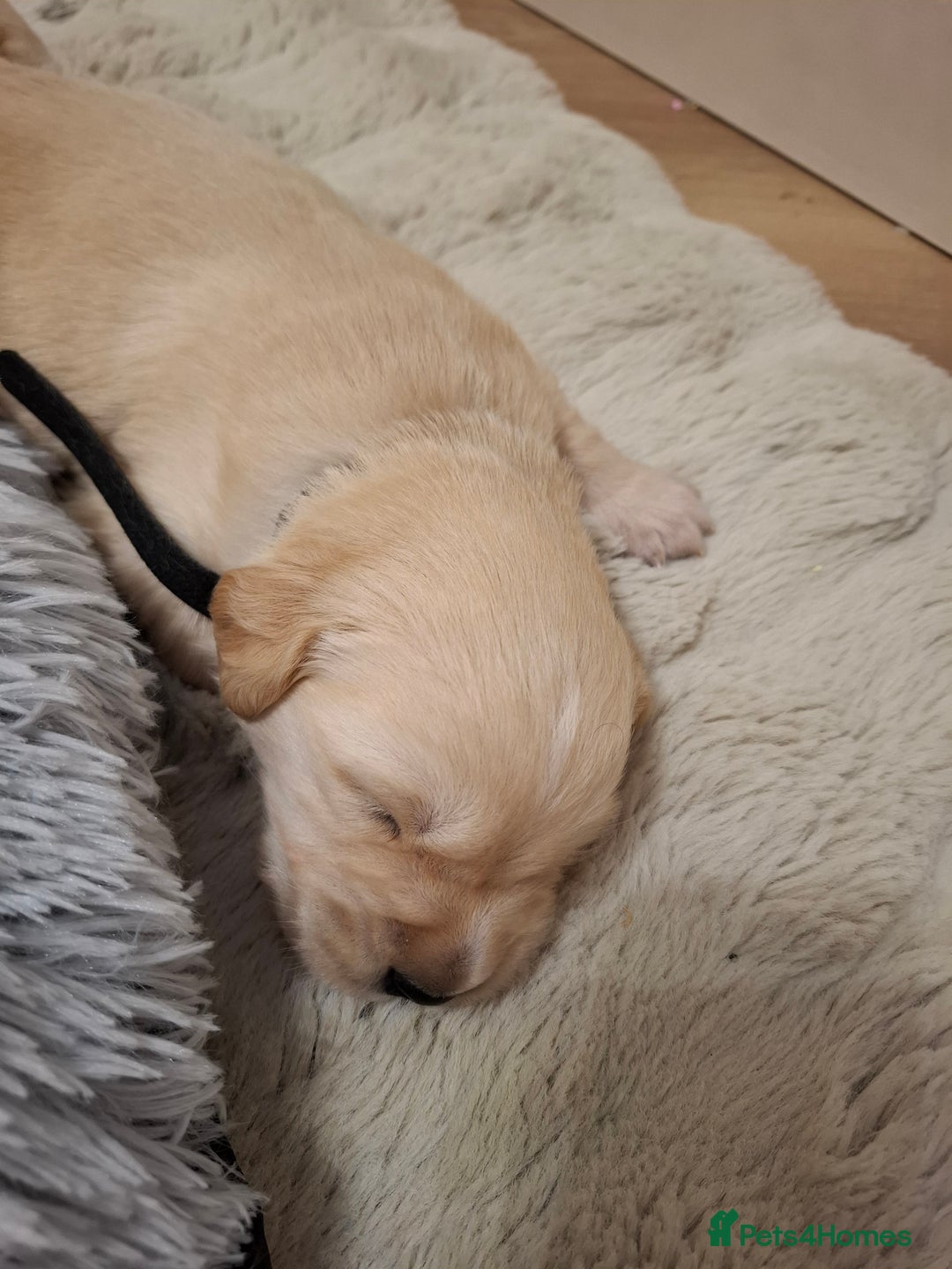 Golden Retriever dogs for sale: KC reg golden retriever puppies - Advert 31