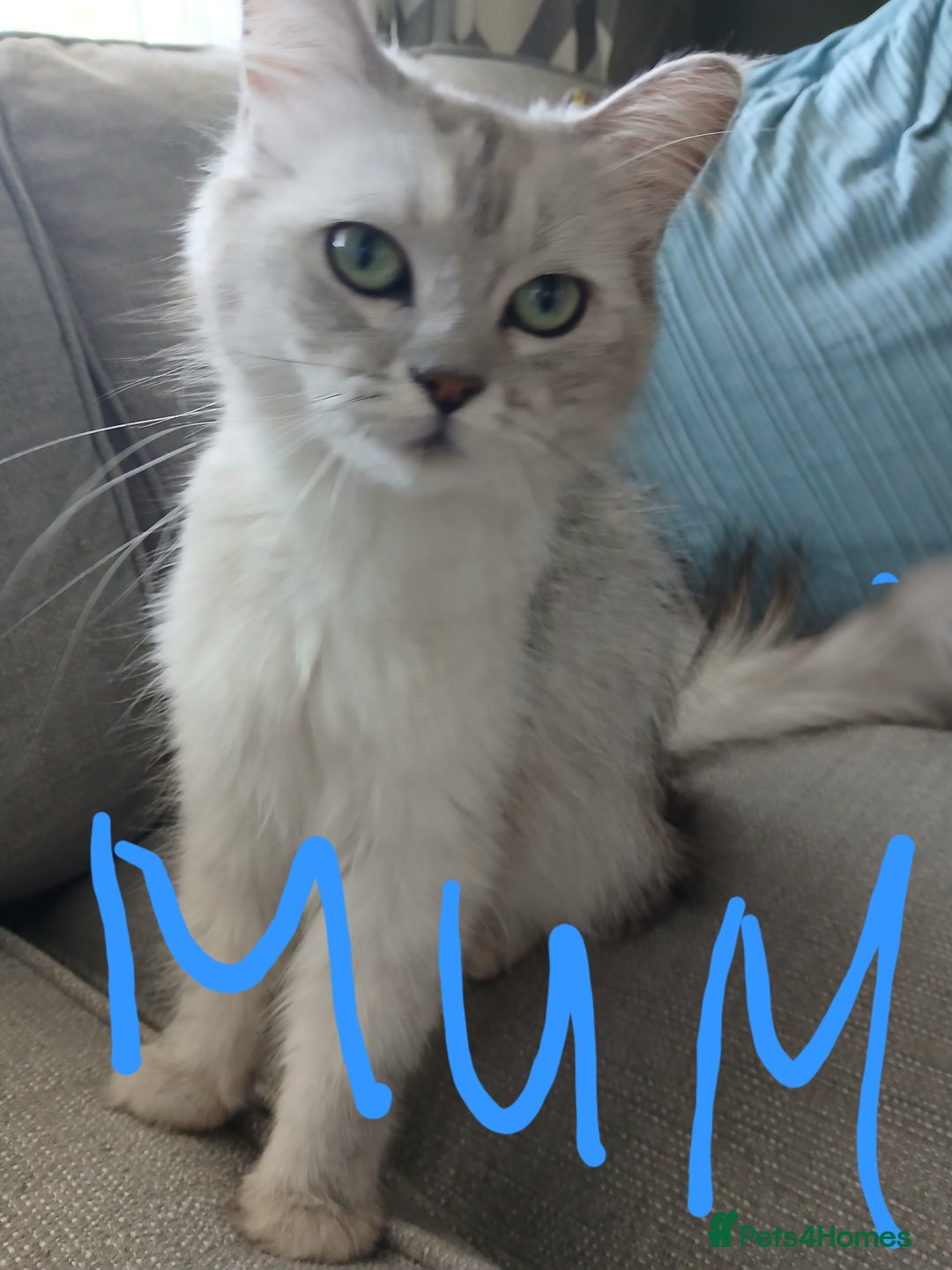Mixed Breed cats for sale: Kittens 2male  - Image 7