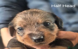 Mixed Breed dogs for sale: Wire Haired Daschund x Rottweiler  - Image 35