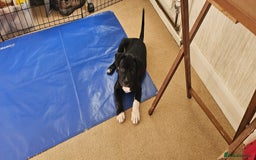 Staffordshire Bull Terrier dogs for sale: Staffordshire bull terrier puppies. - Image 13