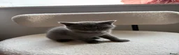 British Shorthair cats for sale: 💙Stunning Blue British Shorthair Boy Ready Soon💙 - Advert 4