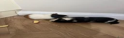 Guinea Pig rodents for sale: Guinea pigs in Taunton - Advert 2