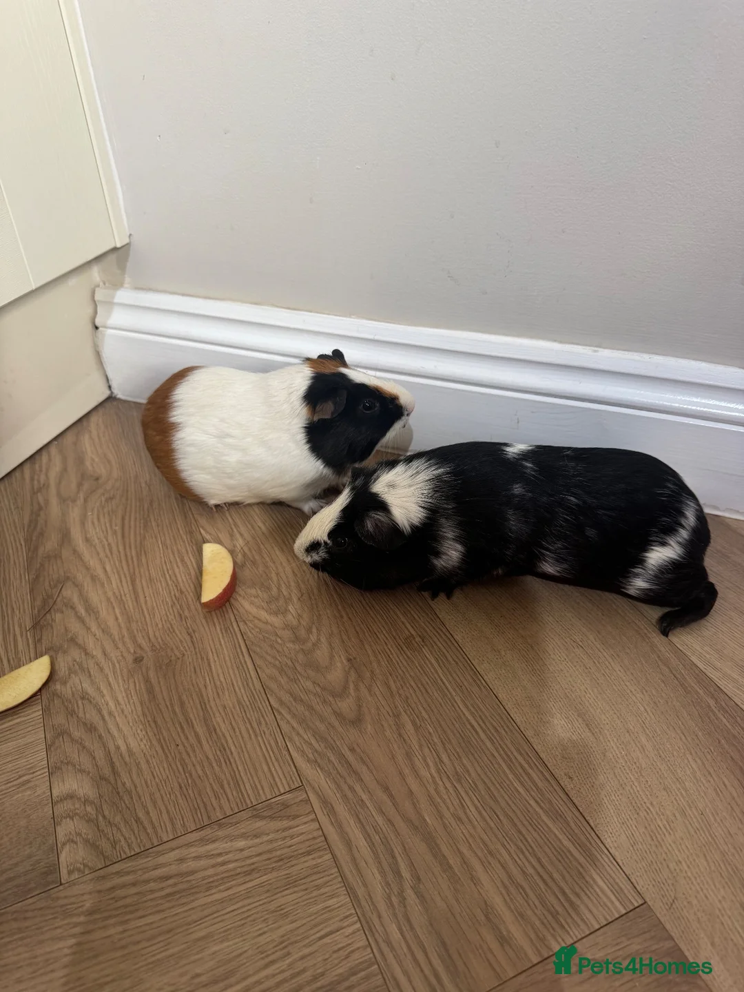 Guinea Pig rodents for sale: Guinea pigs in Taunton - Advert 2