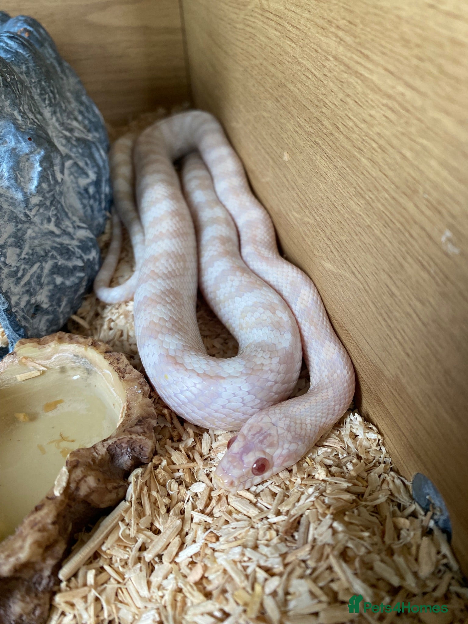 Corn Snake reptiles Corn snake  - Advert 2