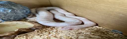 Corn Snake reptiles for sale: Corn snake  - Advert 1