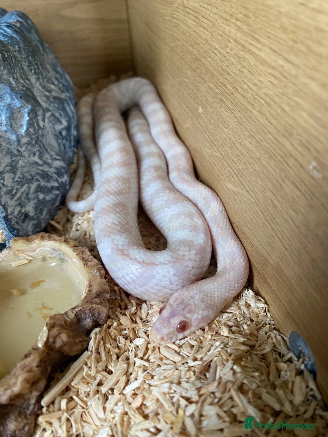 Corn Snake reptiles for sale: Corn snake  - Advert 1