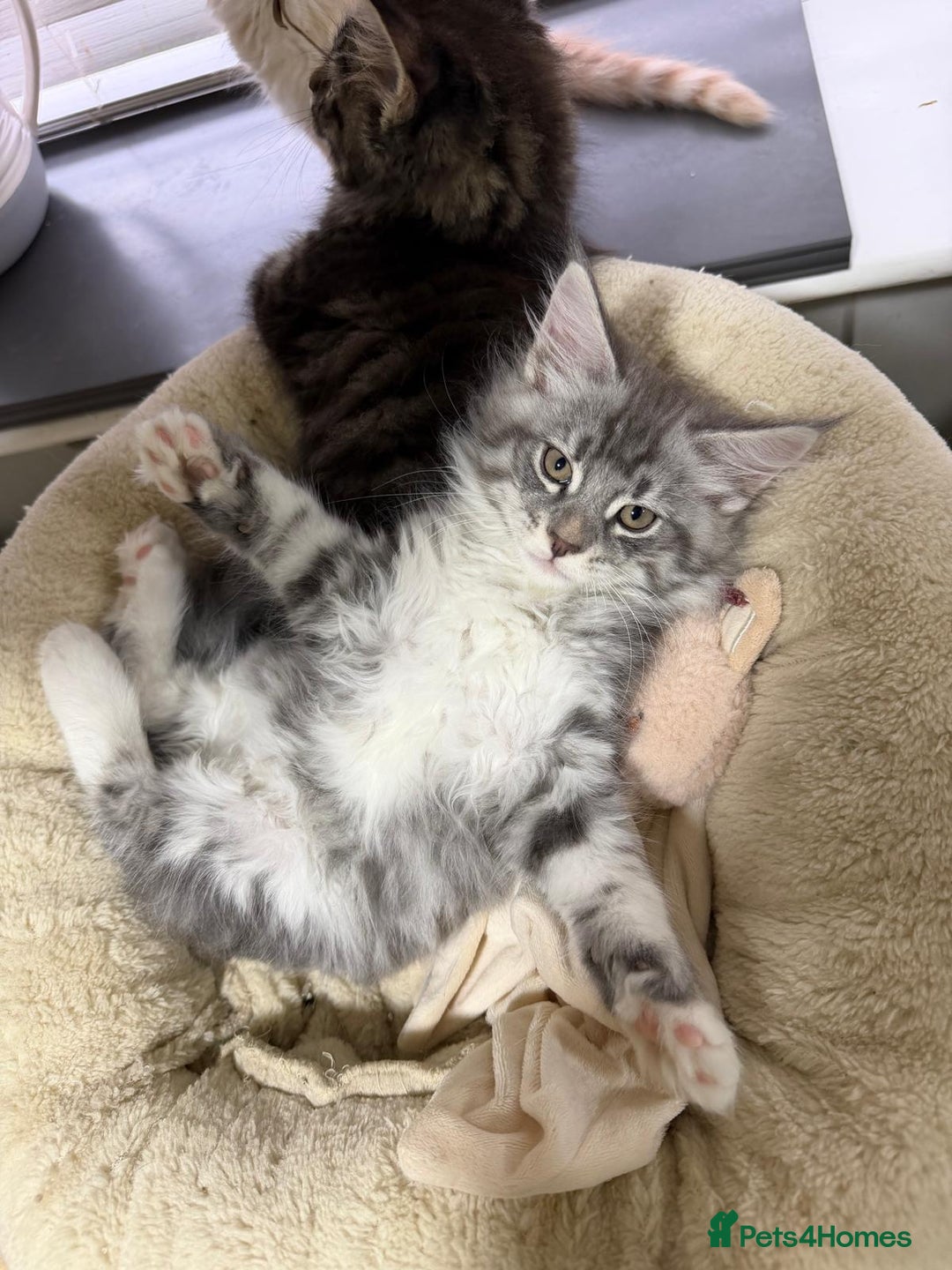 Maine Coon cats for sale: Beautiful friendly Maine Coon cross Kittens  - Advert 19