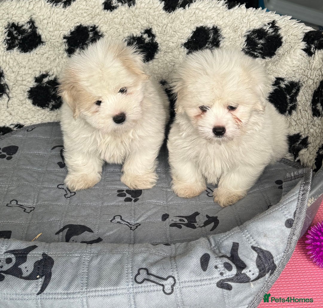 Coton De Tulear dogs for sale: Coton de tulear male pups  - Image 3