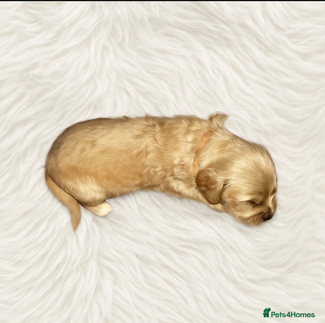 Goldendoodle dogs for sale: Beautiful Goldendoodle pups for sale  - Advert 11