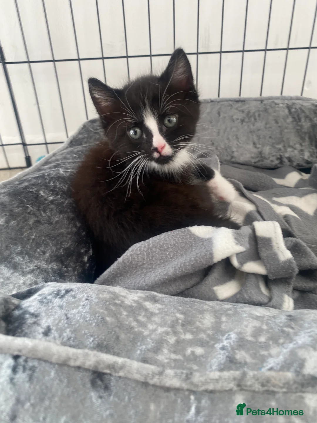 Mixed Breed cats for sale: 2 Beautiful Kittens Left - Advert 2