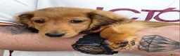 Miniature Dachshund dogs for sale: ✨️Available & Ready✨️3 Left✨️Longhaired Mini's✨️ - Advert 19