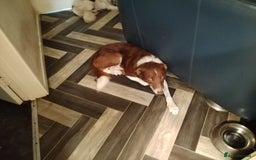 Welsh Collie dogs for sale: Tri colour Welsh collies  - Image 9
