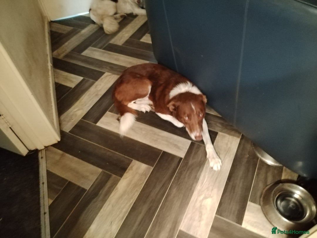 Welsh Collie dogs for sale: Tri colour Welsh collies  - Image 9
