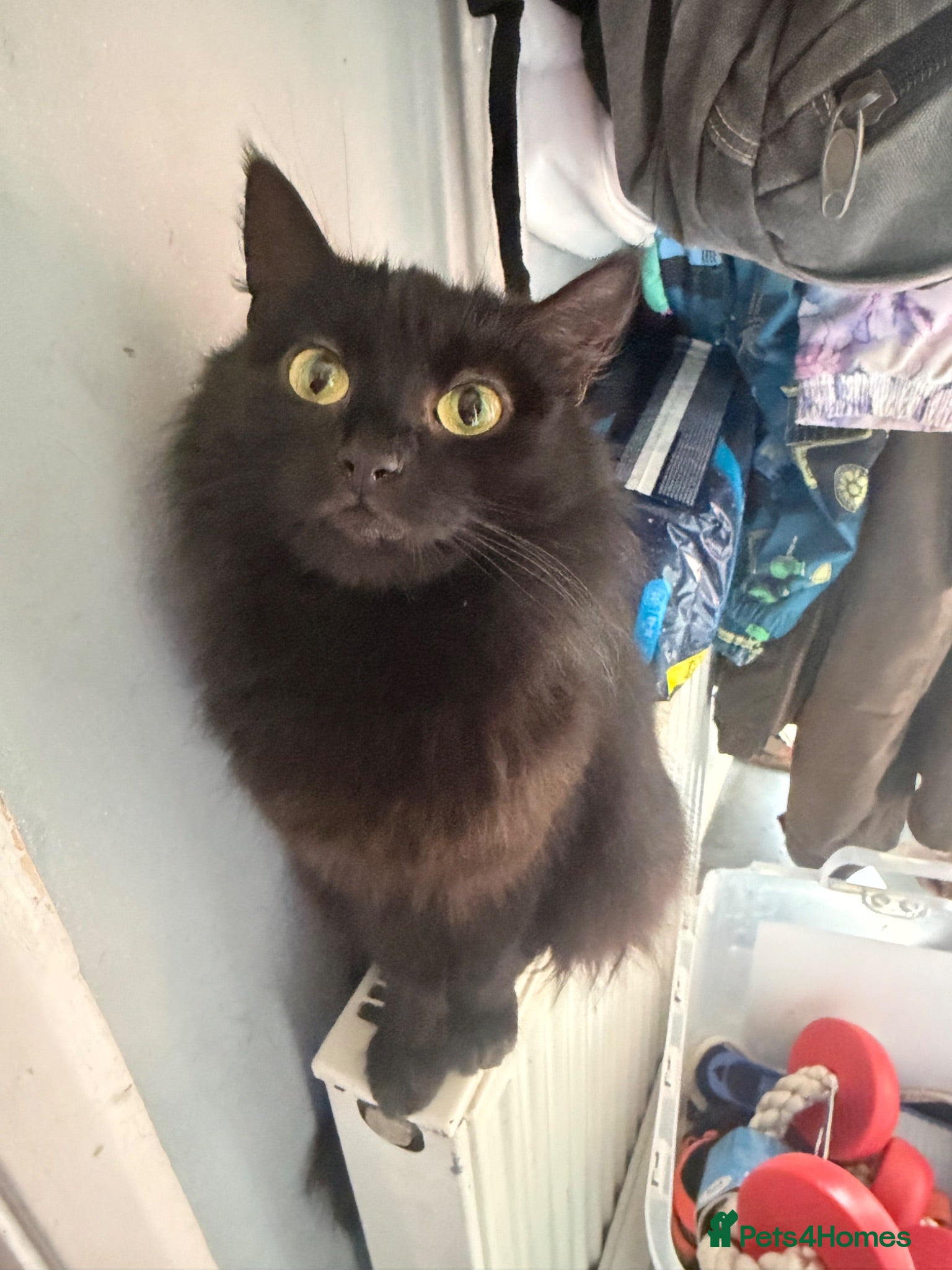 Mixed Breed cats £20 adult cats need new loving home!  - Advert 3