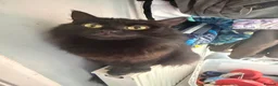 Mixed Breed cats for sale: £20 adult cats need new loving home!  - Advert 1