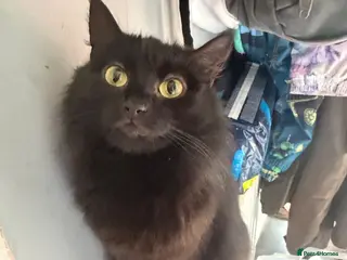Mixed Breed cats £20 adult cats need new loving home! - Advert 6
