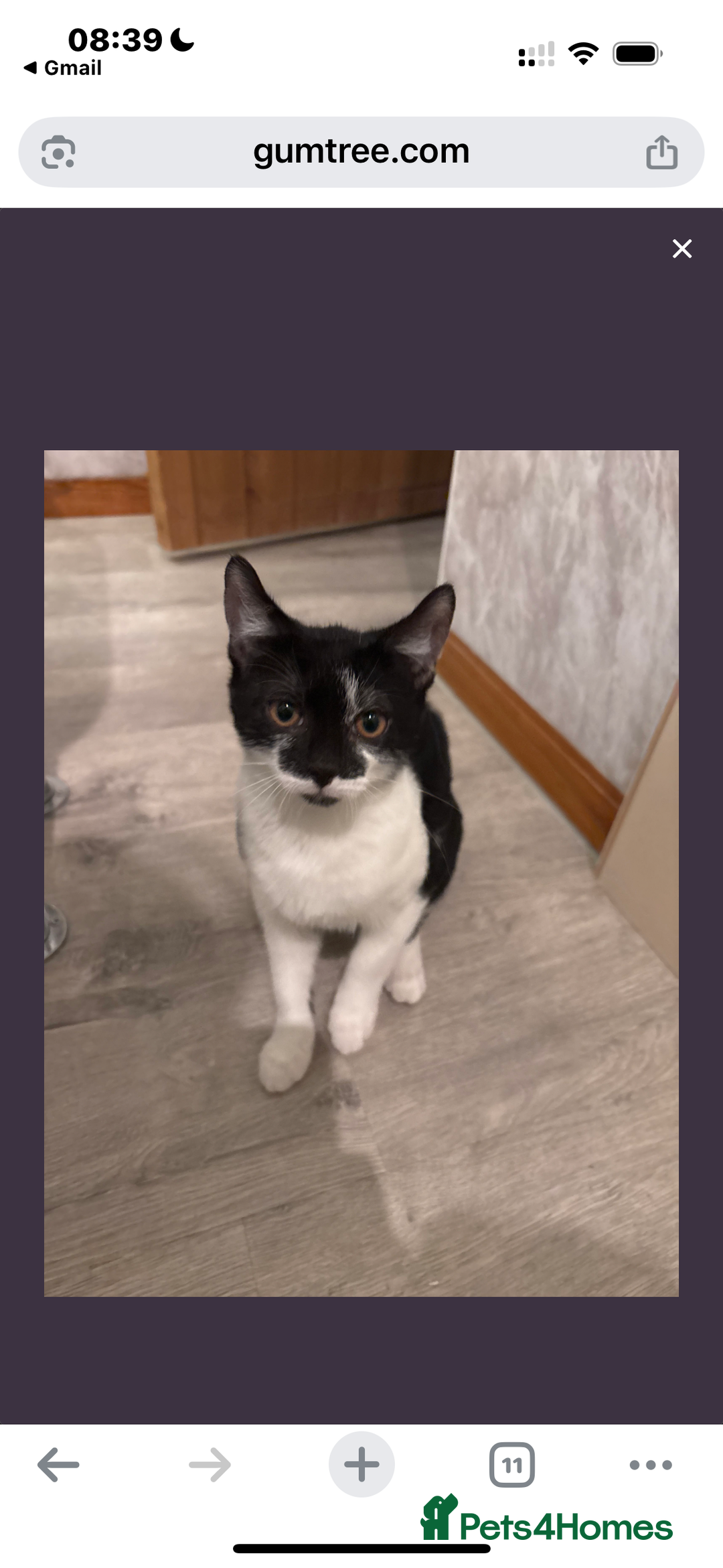 Mixed Breed cats for sale: Mixed Maine Coon & Randall Mix - Advert 5