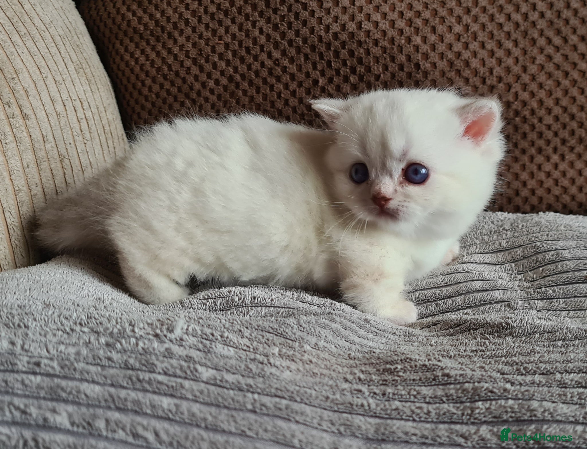 Munchkin cats Colour pointed, Female munchkin - Advert 1