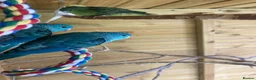 Parakeets birds for sale: Lineolated Parakeets, parrotlet, bourke £60 each - Advert 2
