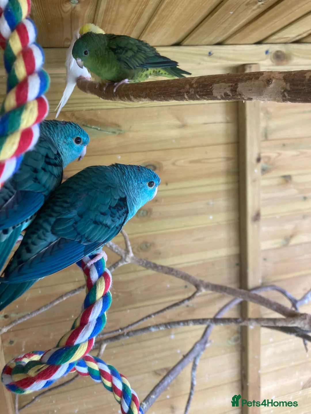 Parakeets birds for sale: Lineolated Parakeets, parrotlet, bourke £60 each - Advert 2