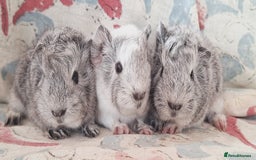 Guinea Pig rodents for sale: BABY GUINEA PIGS AVAILABLE HEREFORDSHIRE  - Image 18