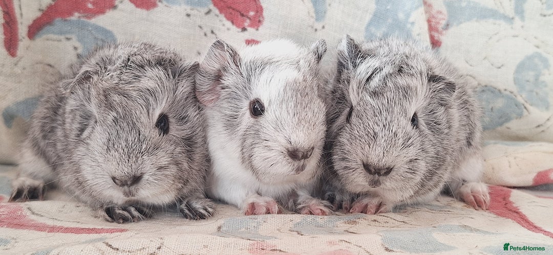 Guinea Pig rodents for sale: BABY GUINEA PIGS AVAILABLE HEREFORDSHIRE  - Image 18