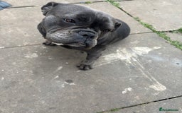 French Bulldog dogs for sale: Female French bulldog - Image 2