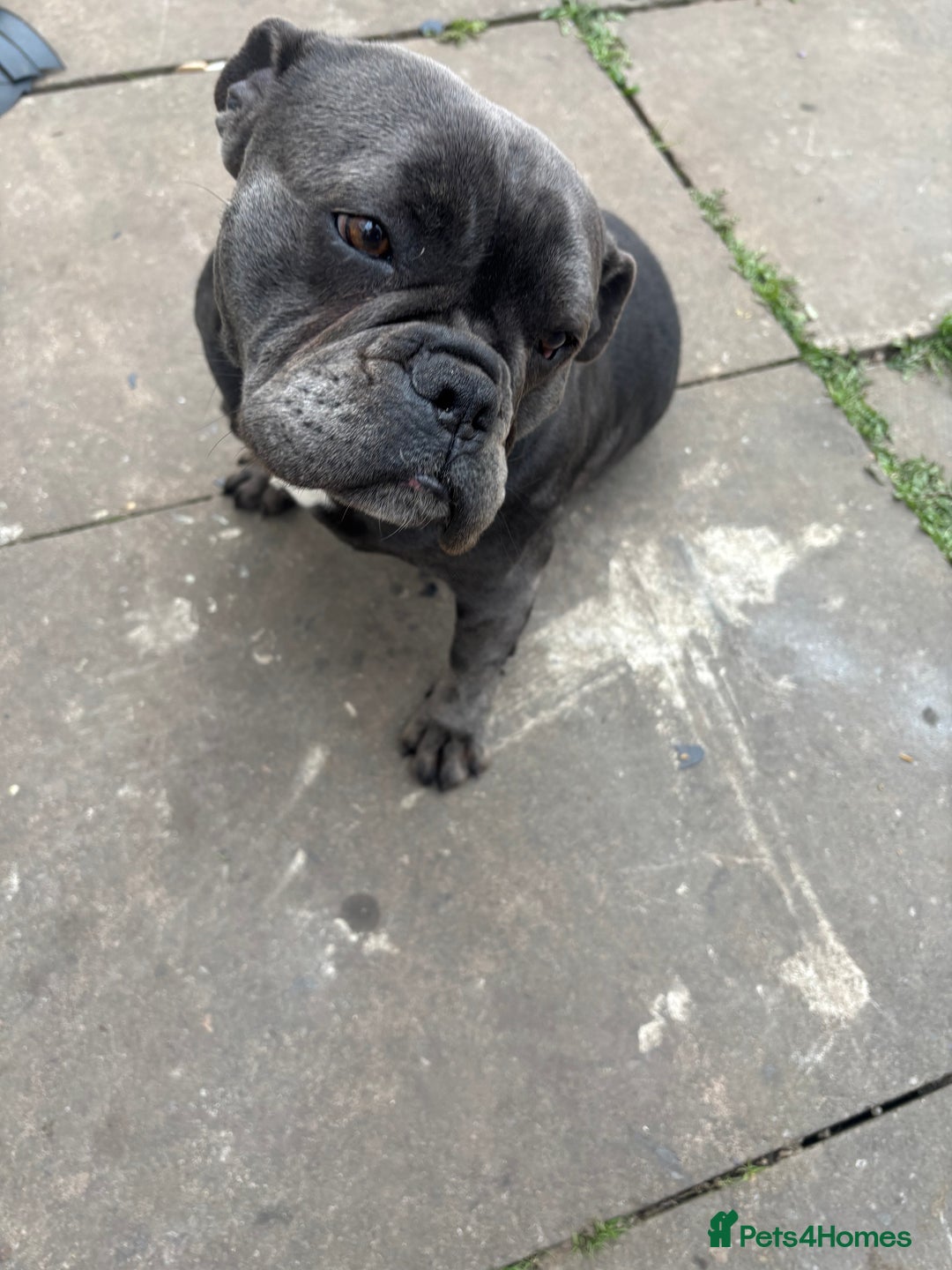 French Bulldog dogs for sale: Female French bulldog - Image 2