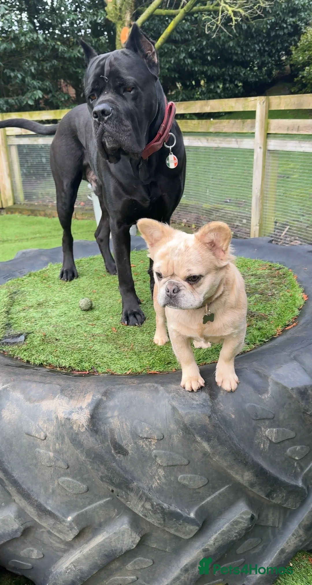 French Bulldog dogs for sale: Blue fawn Merle fluffy female, almost  11 months  - Advert 4