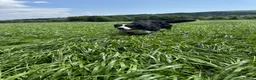 Bernese Mountain Dog dogs for sale: KC Bernese Mountain Dog Puppies - Advert 4