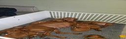 Hungarian Vizsla dogs for sale: 🏆🇭🇺 KC Registered Hungarian Vizsla Pups - Advert 9